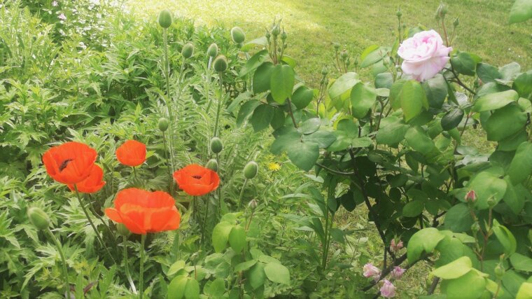 Blühender Mohn und Rosen in Schillers Garten