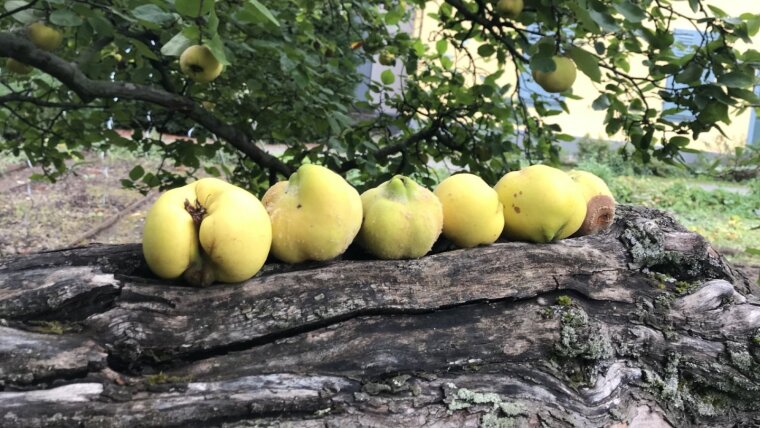 Quitten in Schillers Garten