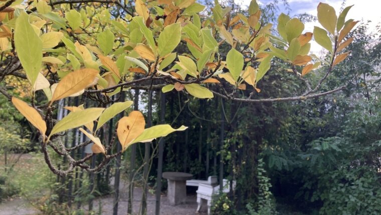 Schillers Steintisch unter herbstlichen Laub