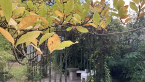 Schillers Steintisch unter herbstlichem Laub