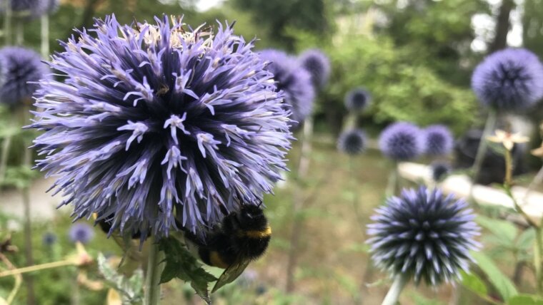 Hummel an Kugeldistel