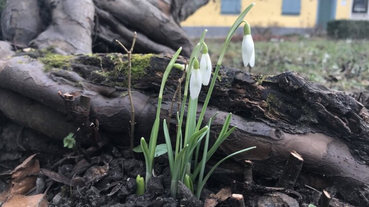 Schneeglöckchen in Schillers Garten