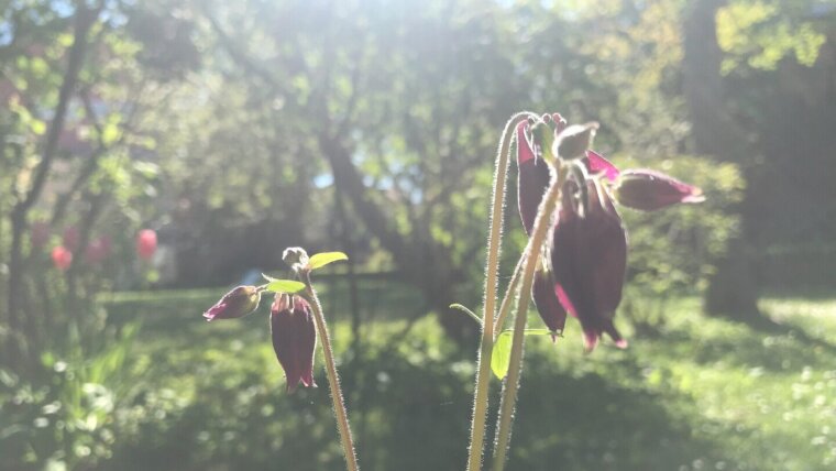 Schwarz-violette Akelei in Schillers Garten in Jena.