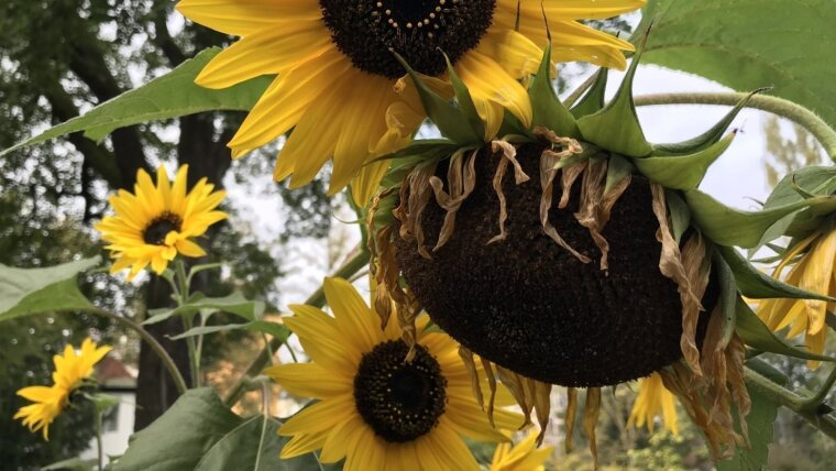 Sonnenblumen vor Schillers Zinne