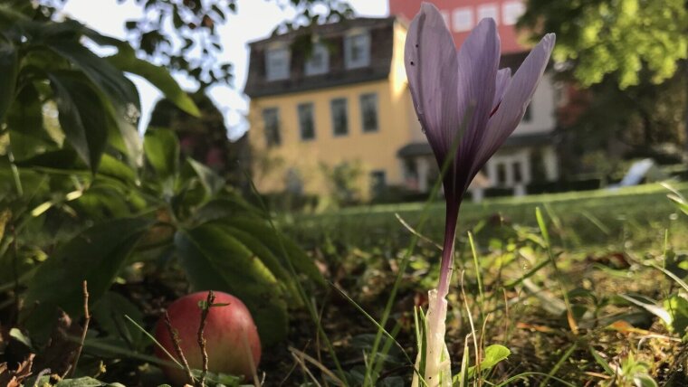 Safran (Crocus Sativus) vor Schillers Gartenhaus