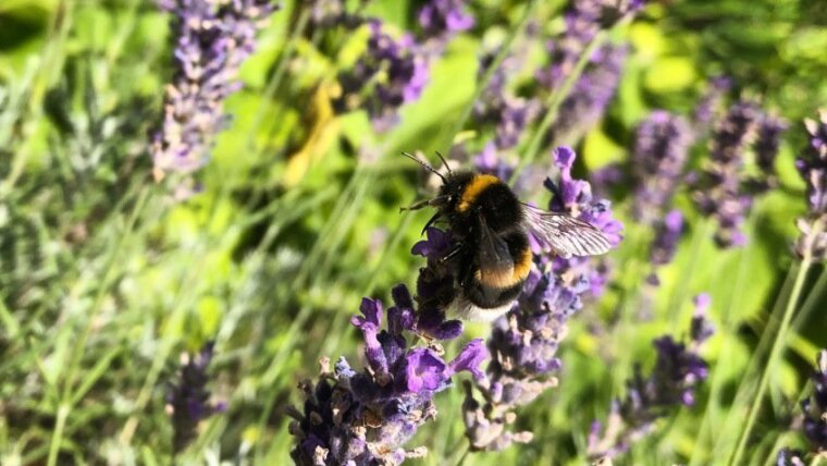 Eine Hummel im Lavendel in Schillers Garten