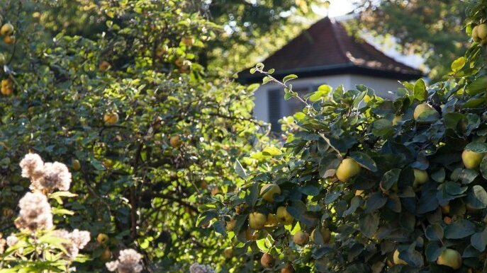 Quitten in Schillers Garten